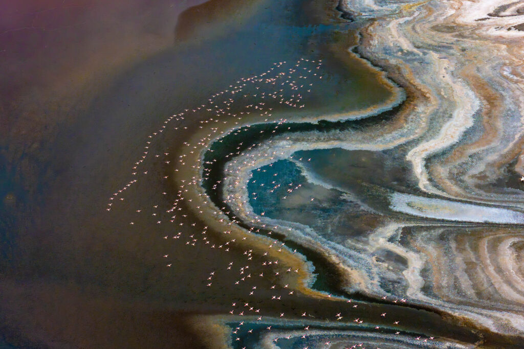 Flamingoes flying over the wildly beautiful shores of Lake Magadi (image by Inger Vandyke)