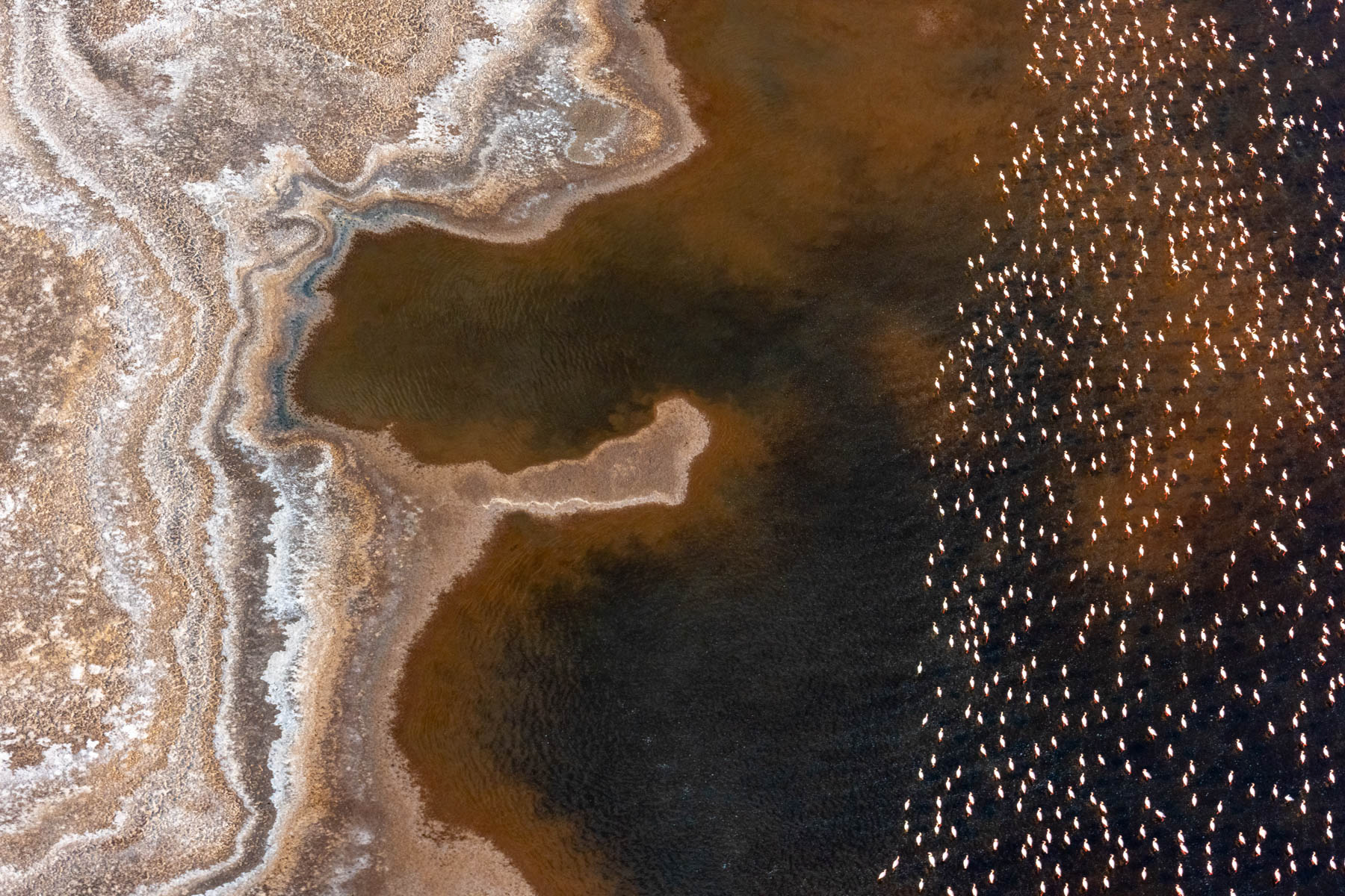 Flamingo abstract at Lake Magadi (image by Inger Vandyke)