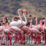 Two Greater Flamingoes hold their heads high in a flock of Lesser Flamingoes (image by Inger Vandyke)