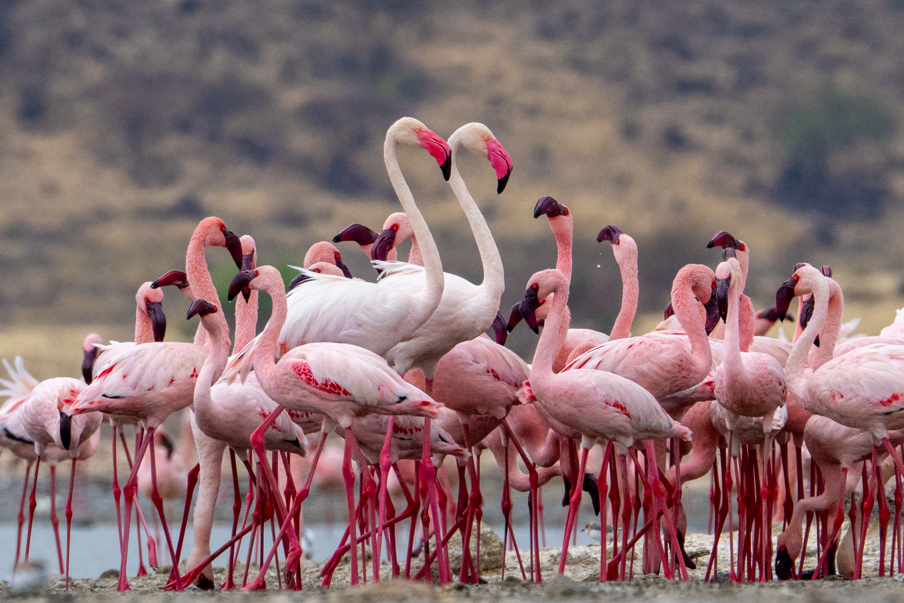 Two Greater Flamingoes hold their heads high in a flock of Lesser Flamingoes (image by Inger Vandyke)