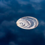 Seashells in the sky (image by Inger Vandyke)