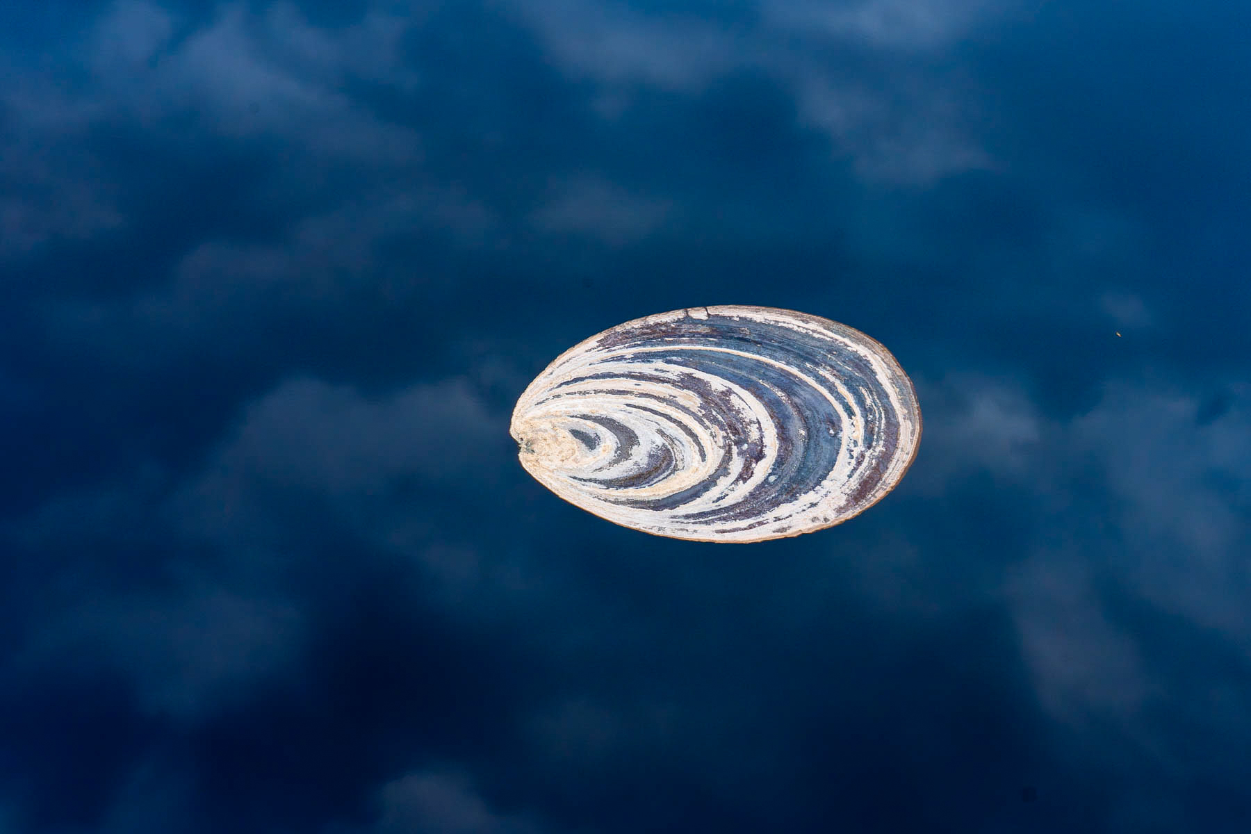 Seashells in the sky (image by Inger Vandyke)
