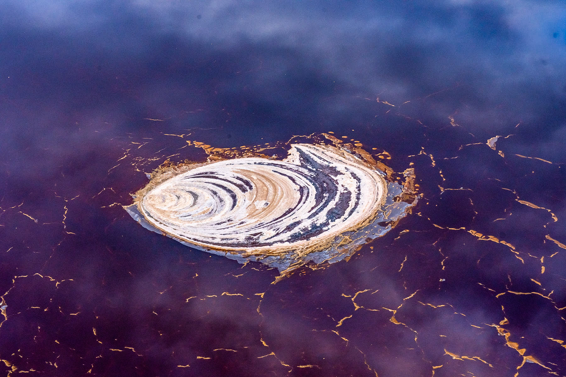 A Magadi 'seashell' in mauve and navy (image by Inger Vandyke)