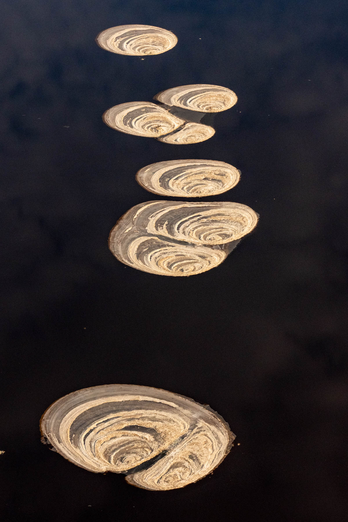 The 'shells' of Magadi (image by Inger Vandyke)