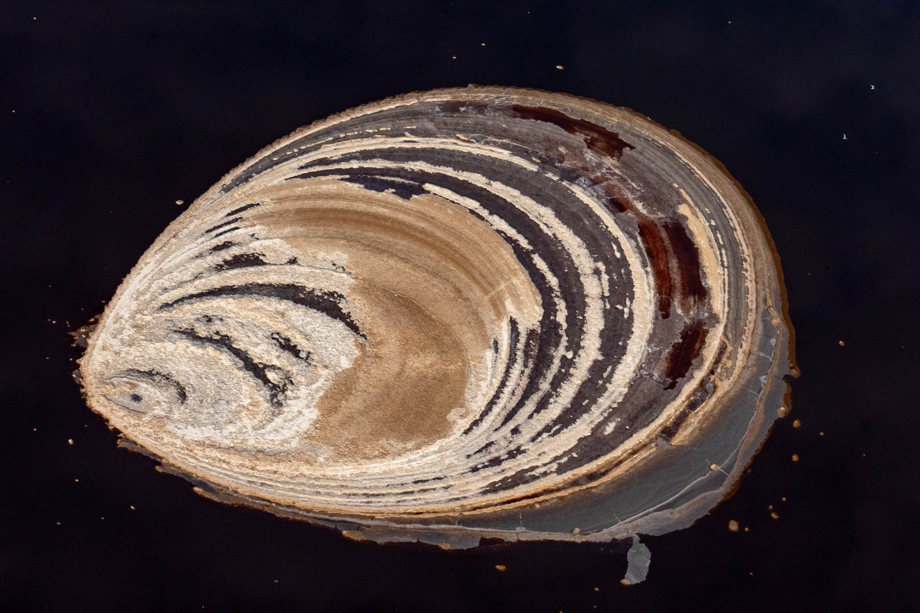 Magadi 'seashell' (image by Inger Vandyke)