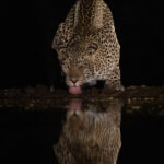 A male leopard takes a night time drink (image by Inger Vandyke)