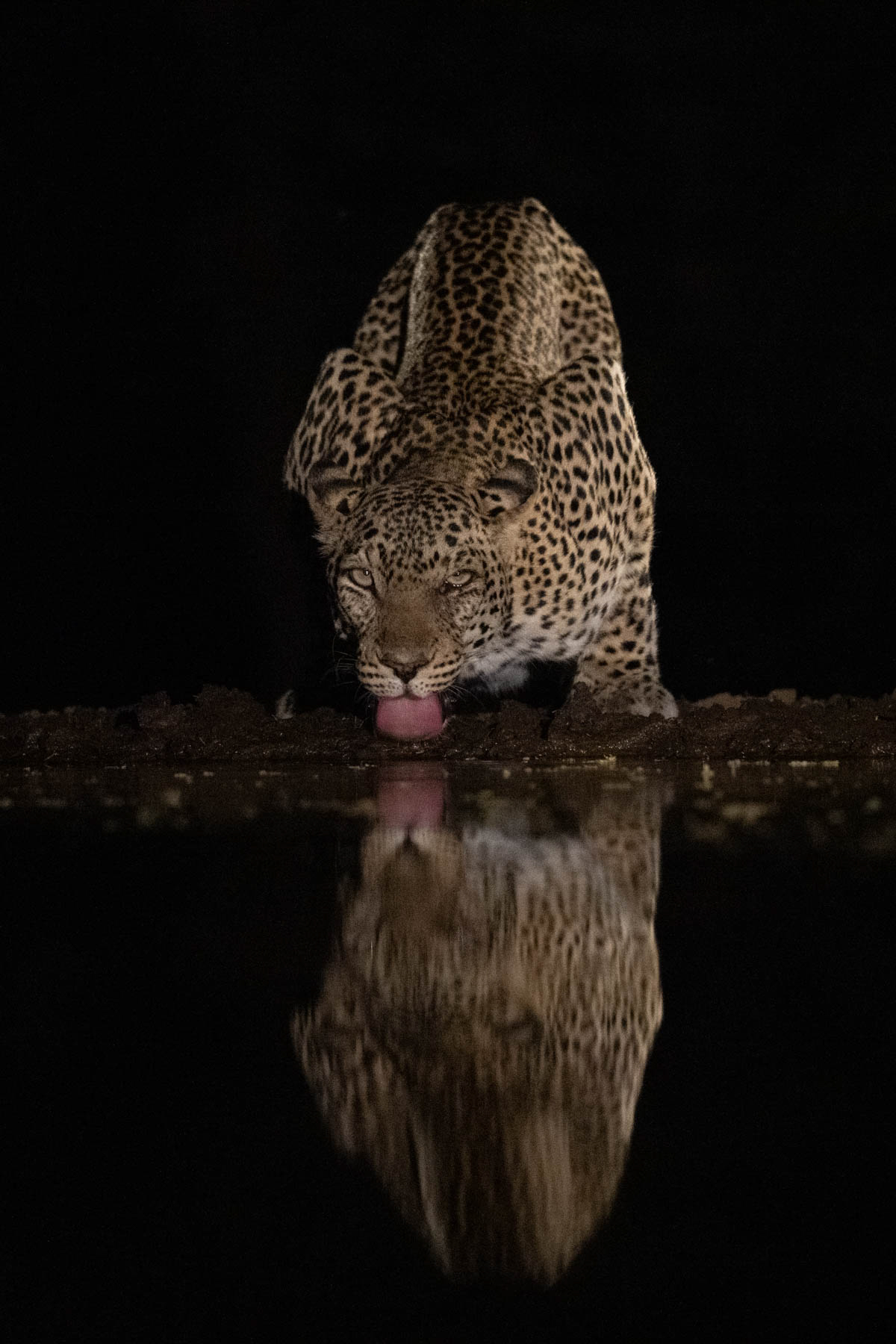 A male leopard takes a night time drink (image by Inger Vandyke)