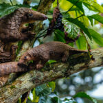 This Tree Pangolin pup was utterly charming - all overlapping scales, tiny head and surprisingly determined little movements. Watching it scamper around its mother was an unbelievable sight (image by Virginia Wilde)