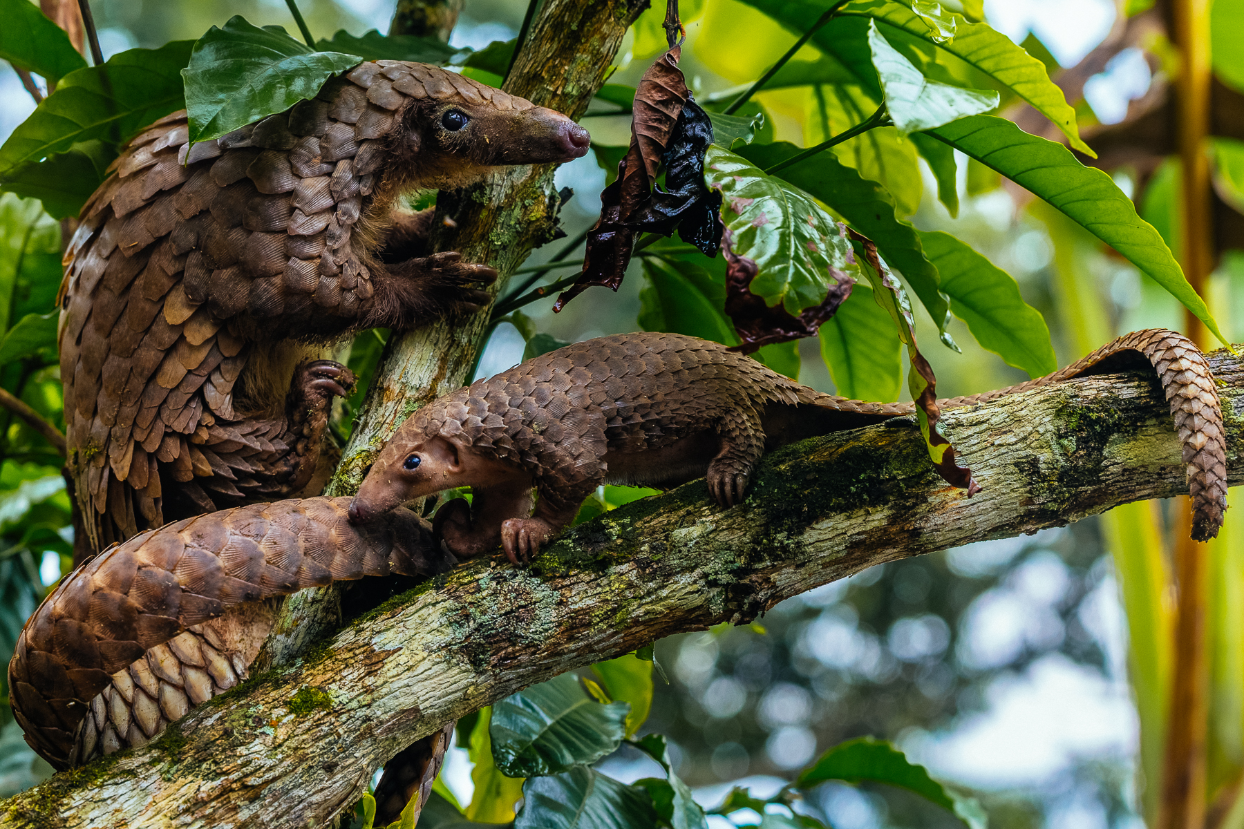 This Tree Pangolin pup was utterly charming - all overlapping scales, tiny head and surprisingly determined little movements. Watching it scamper around its mother was an unbelievable sight (image by Virginia Wilde)