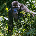 A female Mountain Gorilla emerges from the bushes on the edge of Uganda's Bwindi Impenetrable Forest. Females usually remain with their birth group until adolescence, then transfer to another group - often several times during their lives - preventing inbreeding (image by Virginia Wilde)