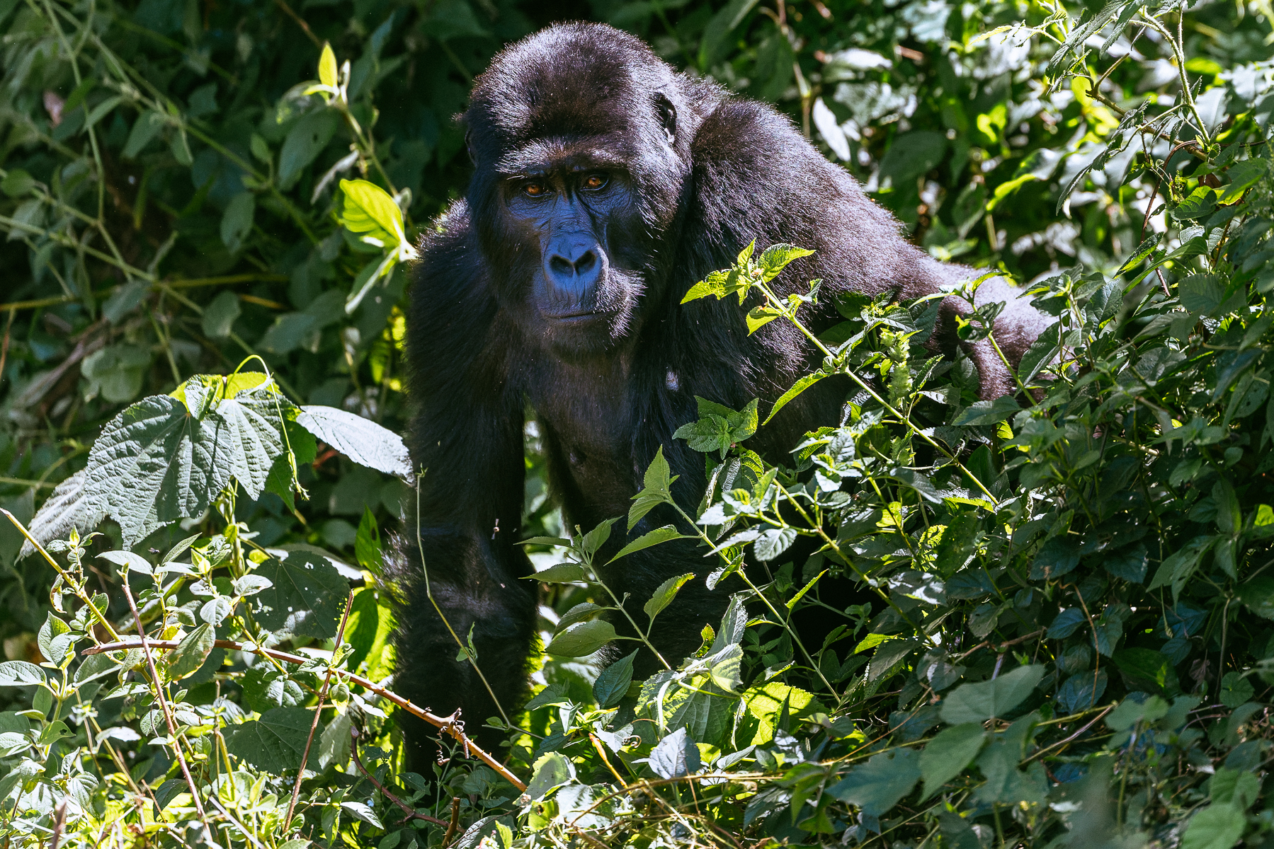 A female Mountain Gorilla emerges from the bushes on the edge of Uganda's Bwindi Impenetrable Forest. Females usually remain with their birth group until adolescence, then transfer to another group - often several times during their lives - preventing inbreeding (image by Virginia Wilde)