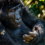 Mountain Gorillas use their huge hands for climbing, feeding and moving through dense vegetation. Although this one looks as if he's simply contemplating life (image by Virginia Wilde)