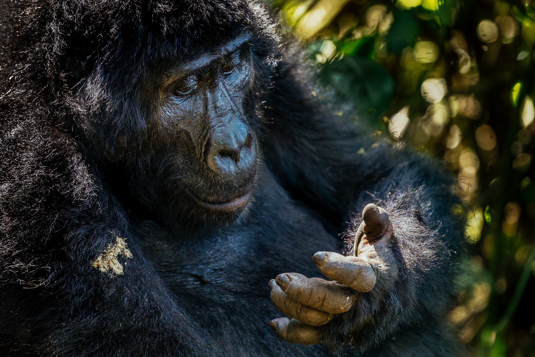 Mountain Gorillas use their huge hands for climbing, feeding and moving through dense vegetation. Although this one looks as if he's simply contemplating life (image by Virginia Wilde)