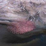 Natron flamingo abstract (image by Inger Vandyke)