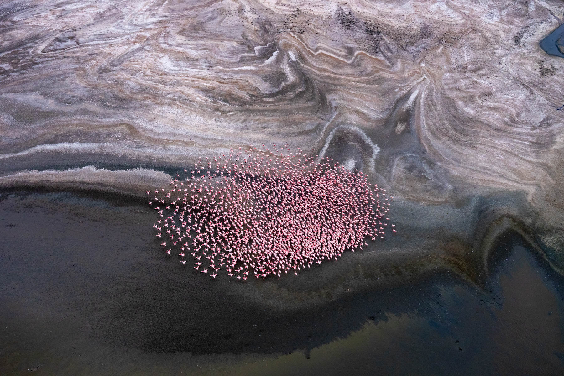 Natron flamingo abstract (image by Inger Vandyke)