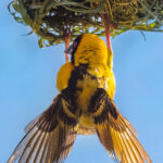 Male Village Weavers can spend hours constructing and rebuilding nests, using their bills and feet to knot and weave vegetation into a surprisingly strong structure - before convincing a female that his skills are up to scratch (image by Virginia Wilde)