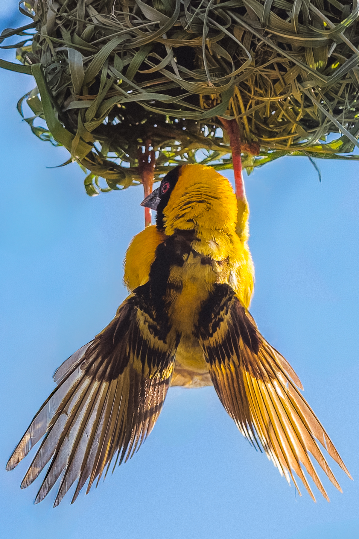 Male Village Weavers can spend hours constructing and rebuilding nests, using their bills and feet to knot and weave vegetation into a surprisingly strong structure - before convincing a female that his skills are up to scratch (image by Virginia Wilde)