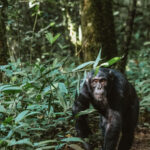 A mature Eastern Chimpanzee pads through the forest - part of a procession of chimps that passed us in Uganda's Kibale National Park (image by Virginia Wilde)