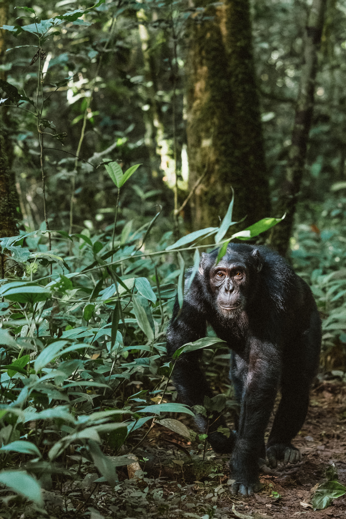A mature Eastern Chimpanzee pads through the forest - part of a procession of chimps that passed us in Uganda's Kibale National Park (image by Virginia Wilde)