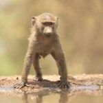 A young Olive Baboon visits Lentorre's waterhole during the day (image by Inger Vandyke)