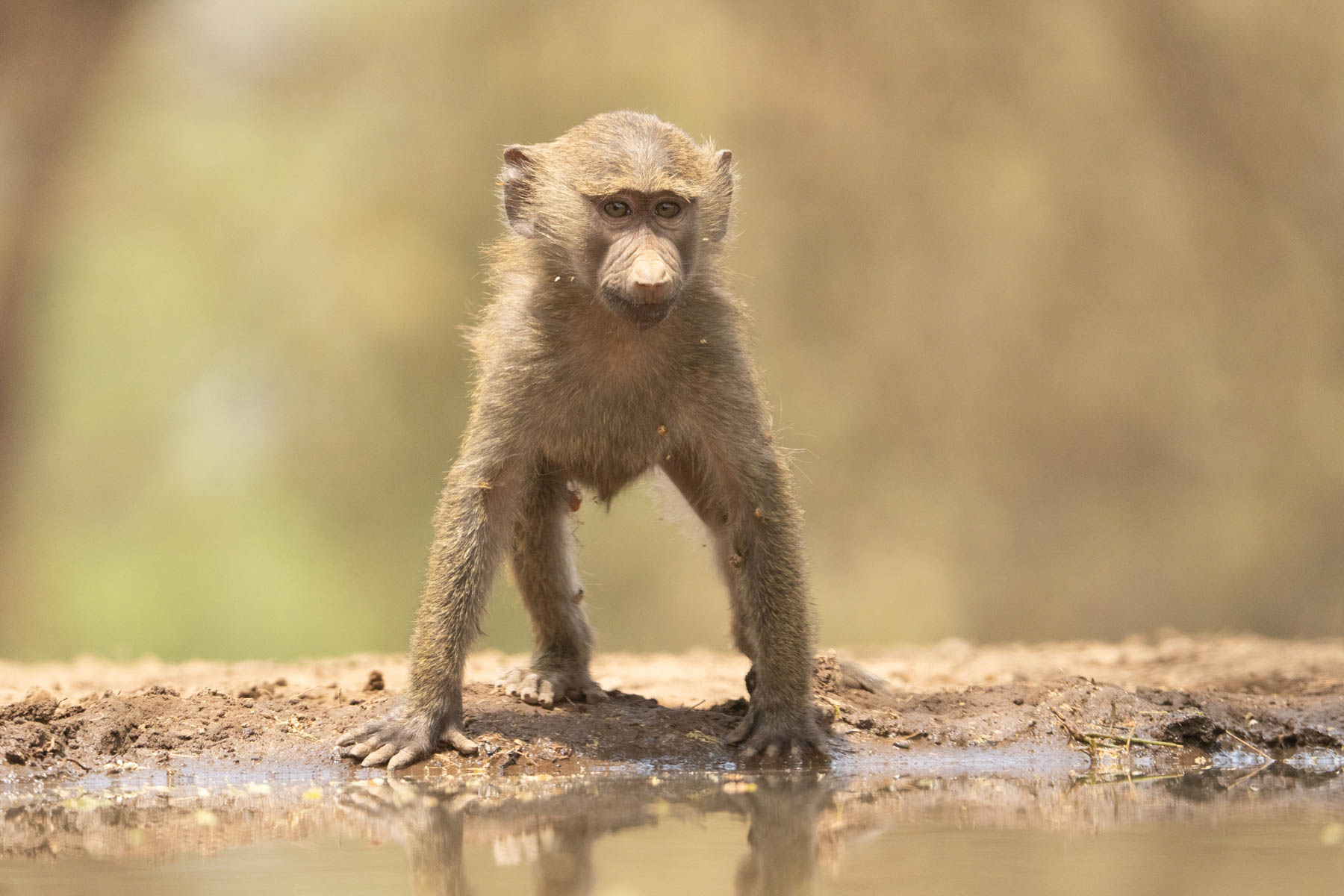 A young Olive Baboon visits Lentorre's waterhole during the day (image by Inger Vandyke)