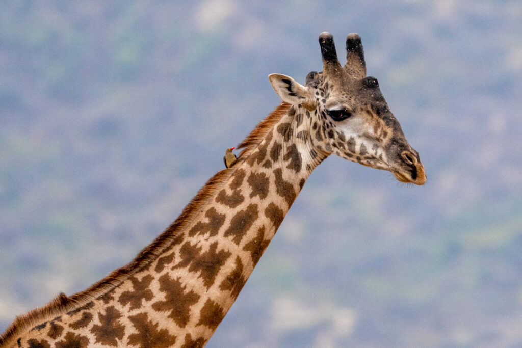A Red-billed Oxpecker on the neck of a giraffe on safari at Lentorre (image by Inger Vandyke)