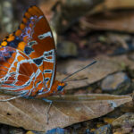 A Painted Emperor Butterfly on a leaf in Uganda's Kibale National Park. Uganda is an extraordinary country for butterflies, with around 1,470 species currently recorded (image by Virginia Wilde)