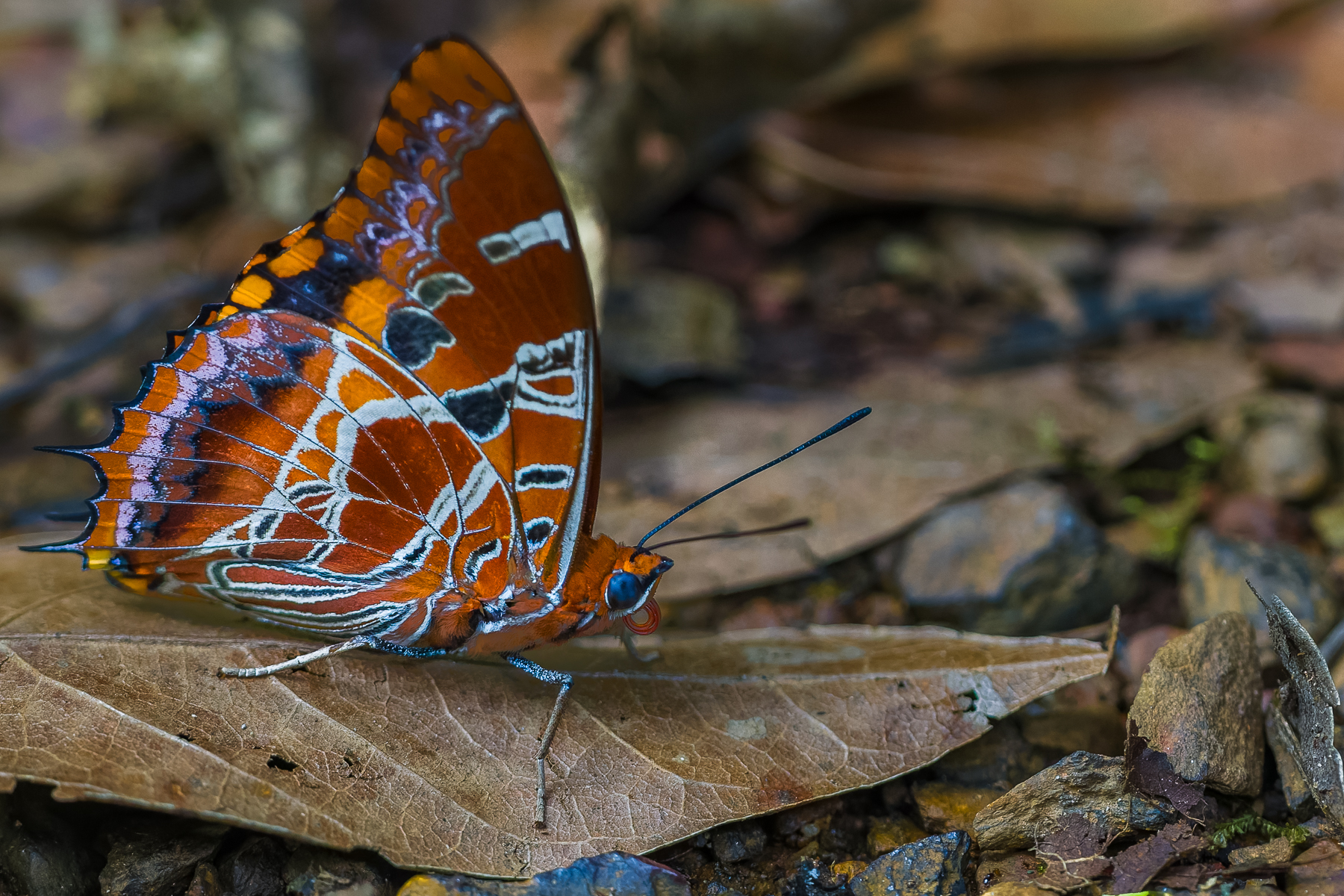 A Painted Emperor Butterfly on a leaf in Uganda's Kibale National Park. Uganda is an extraordinary country for butterflies, with around 1,470 species currently recorded (image by Virginia Wilde)