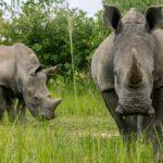 A Southern White Rhino mother and her year-old calf, already looking like a formidable double act. Southern White Rhino calves stay close to their mums for 2-3 years both for protection and learning the important business of eating grass (image by Virginia Wilde)