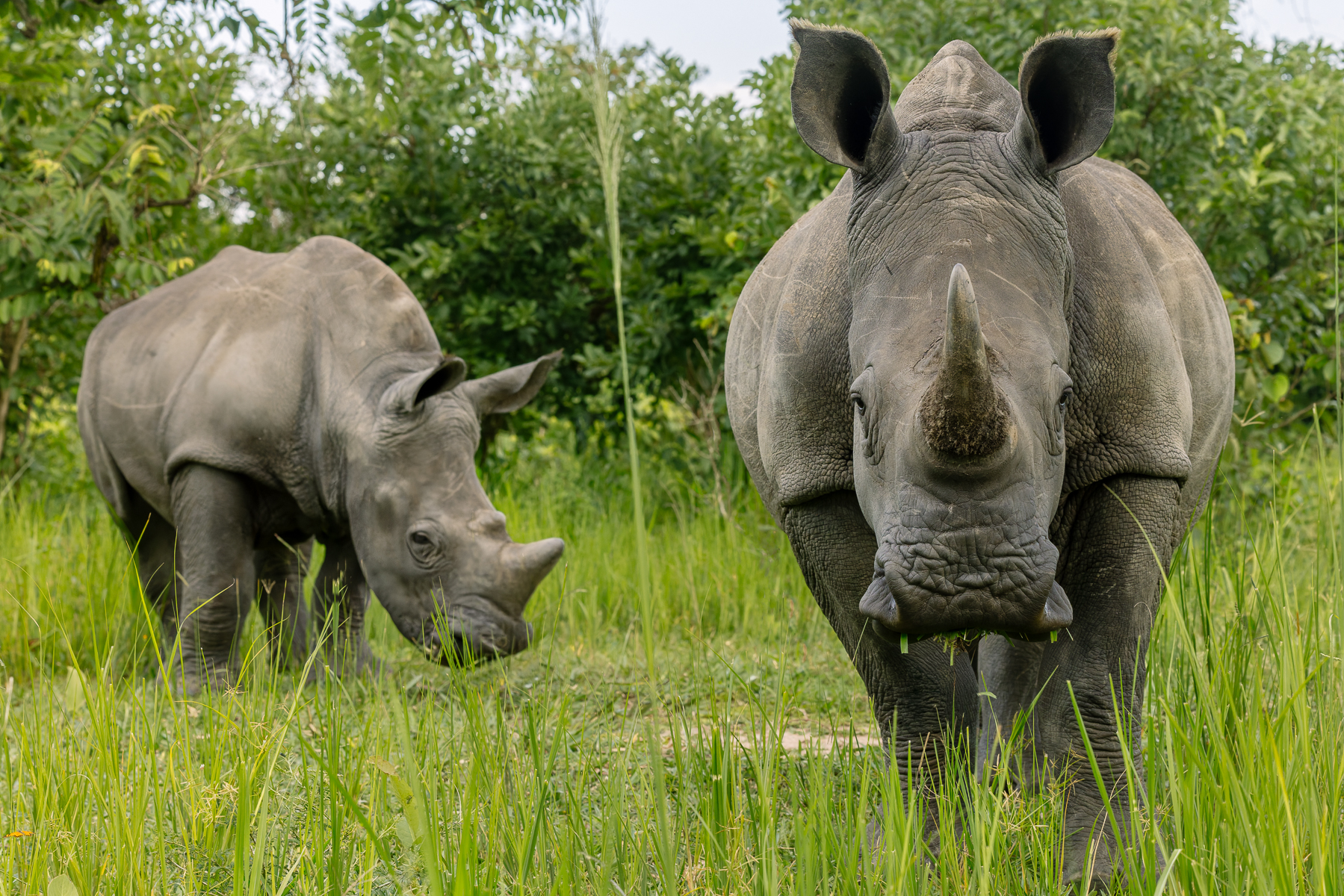 A Southern White Rhino mother and her year-old calf, already looking like a formidable double act. Southern White Rhino calves stay close to their mums for 2-3 years both for protection and learning the important business of eating grass (image by Virginia Wilde)