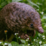 The Tree Pangolin's curved claws are serious digging tools, used to rip apart termite mounds and ant nests, before they sweep up insects with their incredibly long, sticky tongue (image by Virginia Wilde)