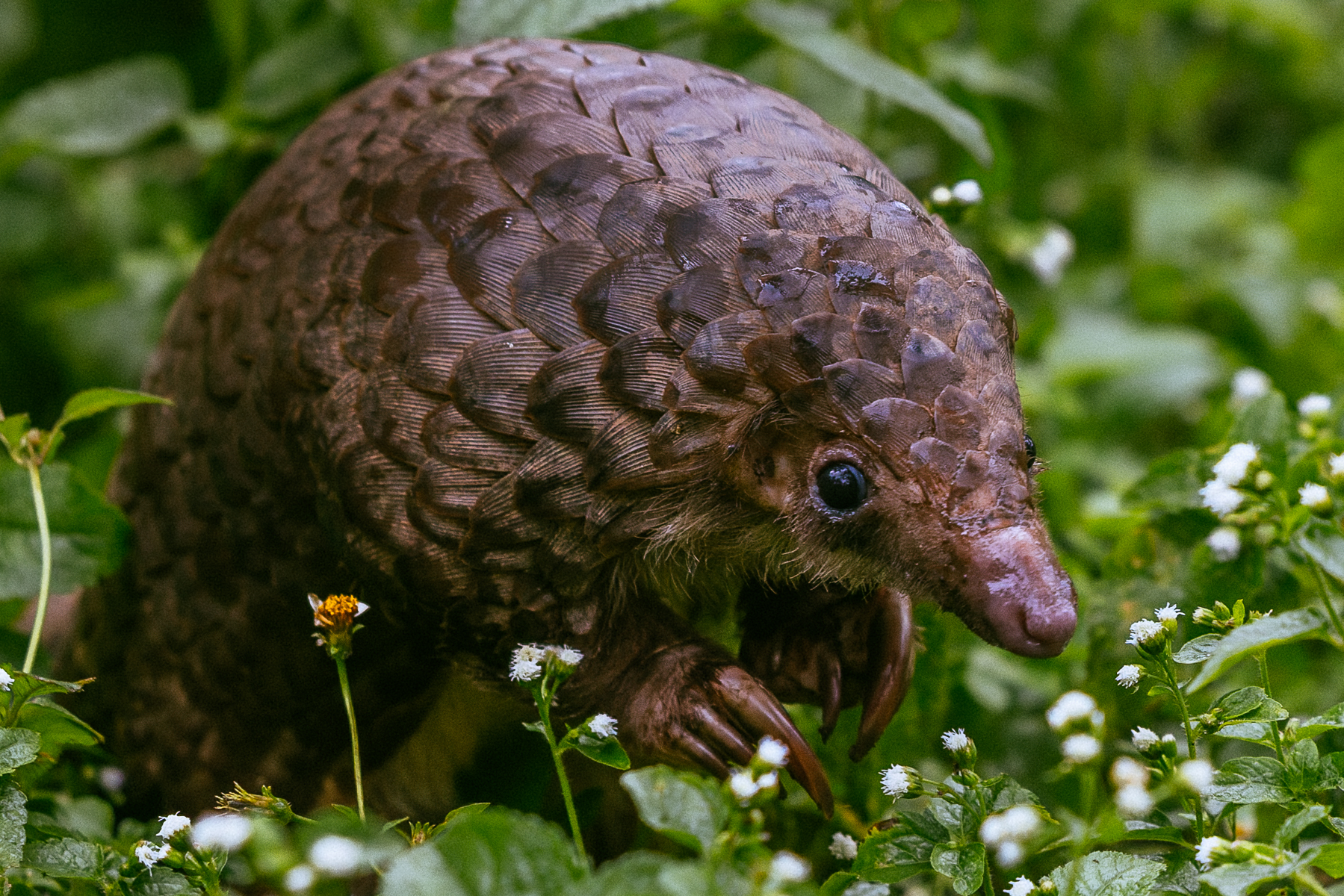 The Tree Pangolin's curved claws are serious digging tools, used to rip apart termite mounds and ant nests, before they sweep up insects with their incredibly long, sticky tongue (image by Virginia Wilde)