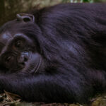 This Eastern Chimpanzee has the face of someone who has cancelled every plan and feels absolutely no guilt about it. Chimpanzees spend a lot of time resting between bouts of feeding, travelling and socialising (image by Virginia Wilde)