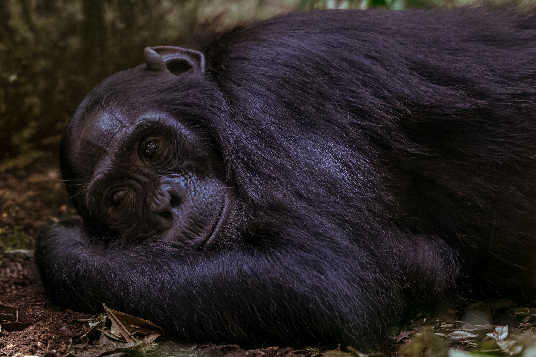 This Eastern Chimpanzee has the face of someone who has cancelled every plan and feels absolutely no guilt about it. Chimpanzees spend a lot of time resting between bouts of feeding, travelling and socialising (image by Virginia Wilde)
