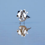 A Pied Avocet ruffling its feathers (image by Inger Vandyke)