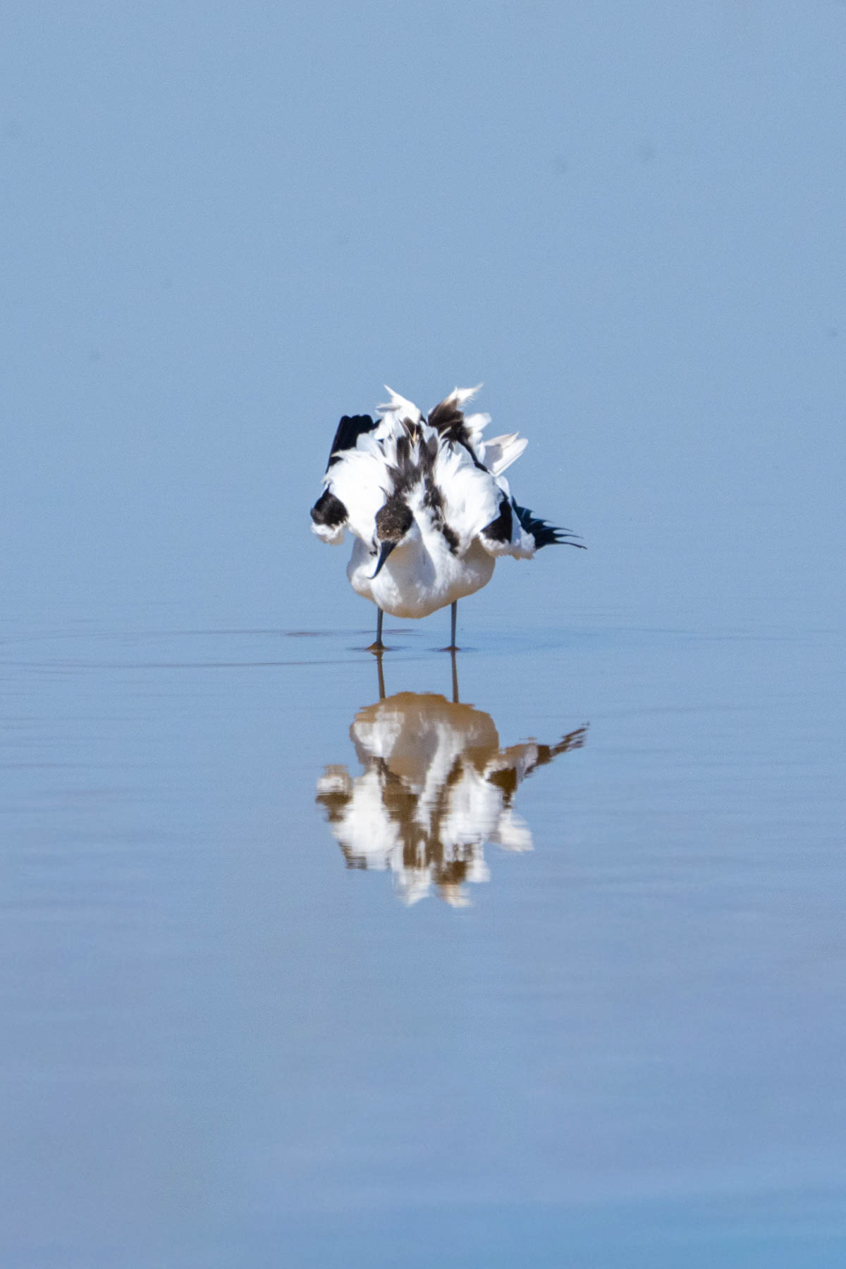 A Pied Avocet ruffling its feathers (image by Inger Vandyke)