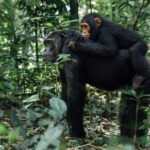 Mother Chimpanzee: doing the navigating, walking and carrying. Juvenile Chimp: supervising. Chimpanzee youngsters are dependent on their mums for years, learning where to go and how to negotiate life in the forest by watching them (image by Virginia Wilde)