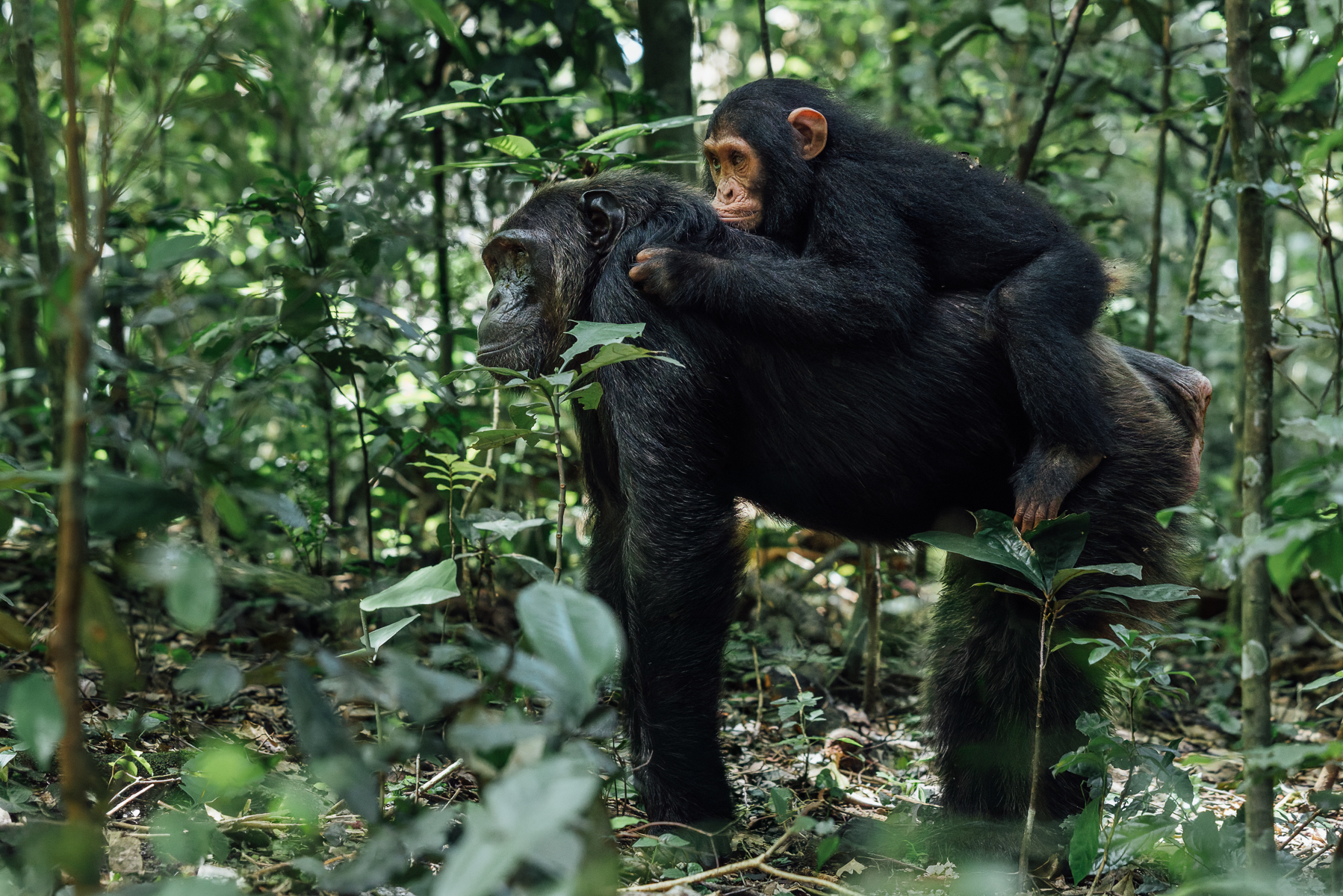 Mother Chimpanzee: doing the navigating, walking and carrying. Juvenile Chimp: supervising. Chimpanzee youngsters are dependent on their mums for years, learning where to go and how to negotiate life in the forest by watching them (image by Virginia Wilde)
