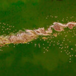 Watching flocks of flamingos flying over the salt swirls of Magadi is mesmerising (image by Inger Vandyke)