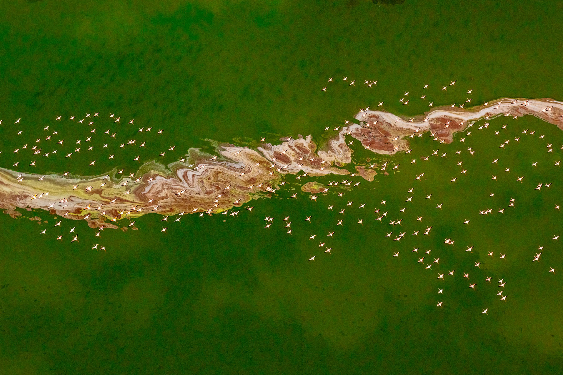 Watching flocks of flamingos flying over the salt swirls of Magadi is mesmerising (image by Inger Vandyke)