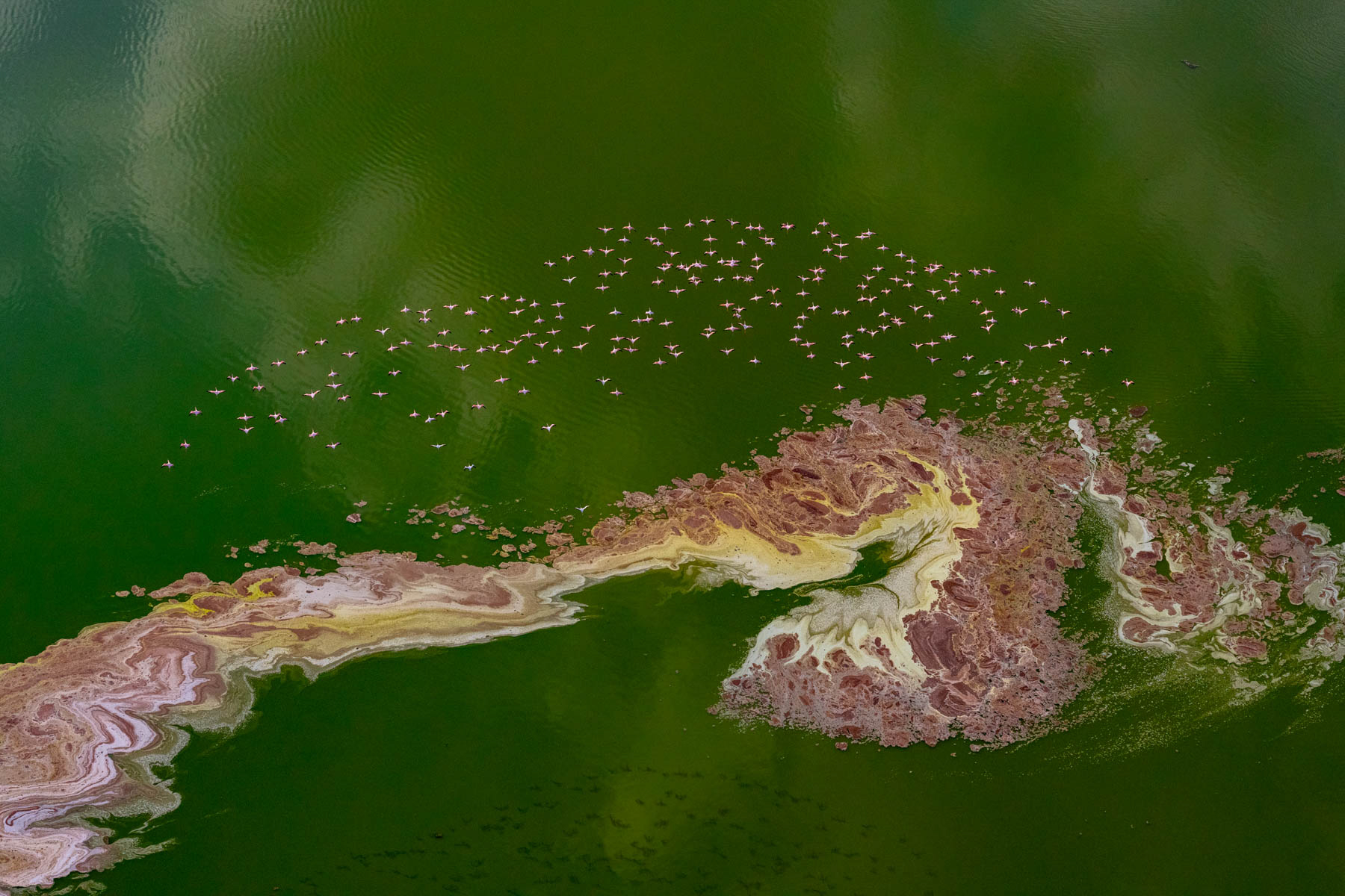 A flock of Lesser Flamingos flies over an otherworldly swirl of pink in the green waters of Lake Magadi (image by Inger Vandyke)
