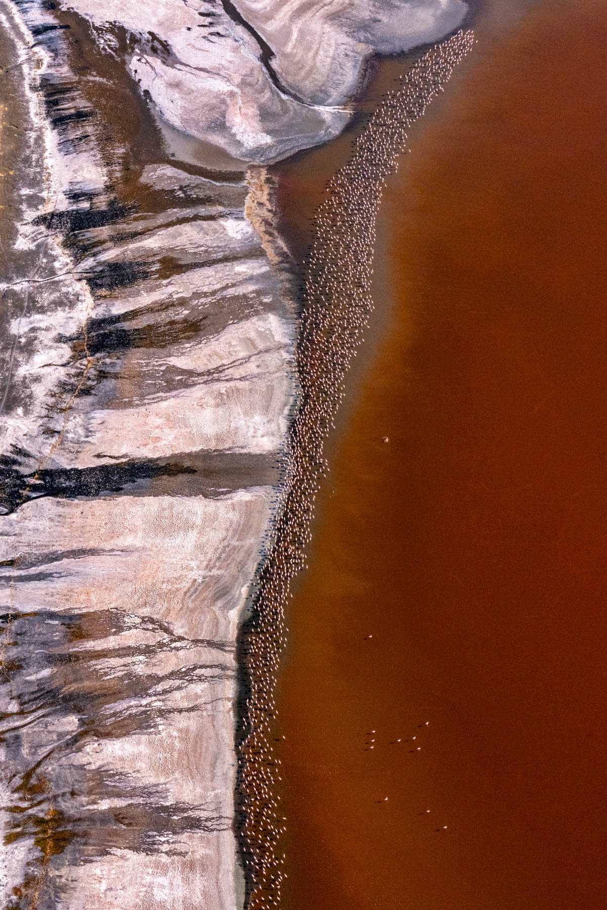 The pink tide (image by Inger Vandyke)