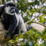 A Black-and-White Colobus displays the spectacular white mantle that may make this monkey fly. The long, fringe of hair, together with the huge tail, is thought to help them control their leaps through the forest - rather than having a built-in parachute (image by Virginia Wilde)