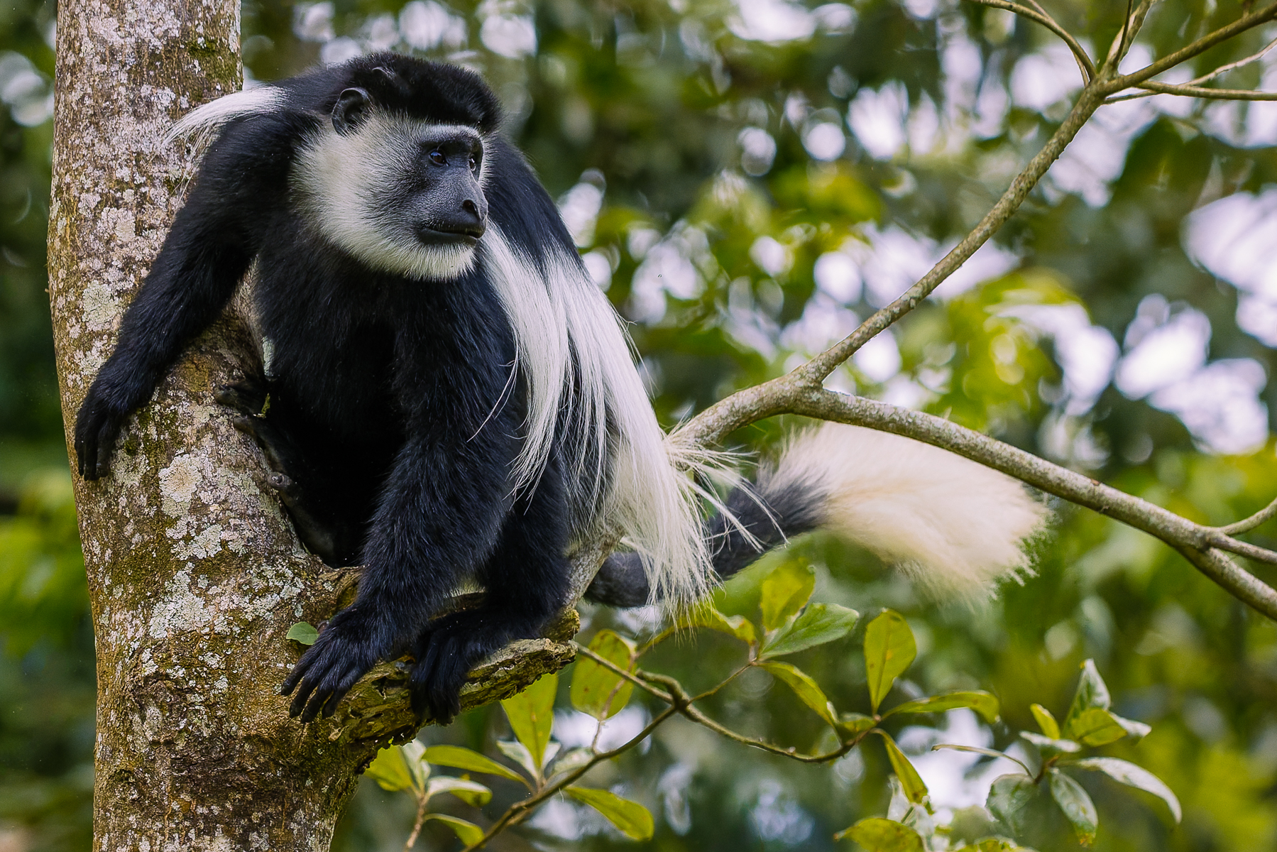 A Black-and-White Colobus displays the spectacular white mantle that may make this monkey fly. The long, fringe of hair, together with the huge tail, is thought to help them control their leaps through the forest - rather than having a built-in parachute (image by Virginia Wilde)