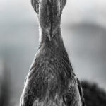 African Shoebills often stand with their wings spread to cool themselves, while also deliberately shading their eggs and chicks in hot weather. Shoebills are genuinely an ancient evolutionary lineage - splitting from the ancestors of their closets living relatives - the Pelicans and Hamerkops - tens of millions of years ago (image by Virginia Wilde)