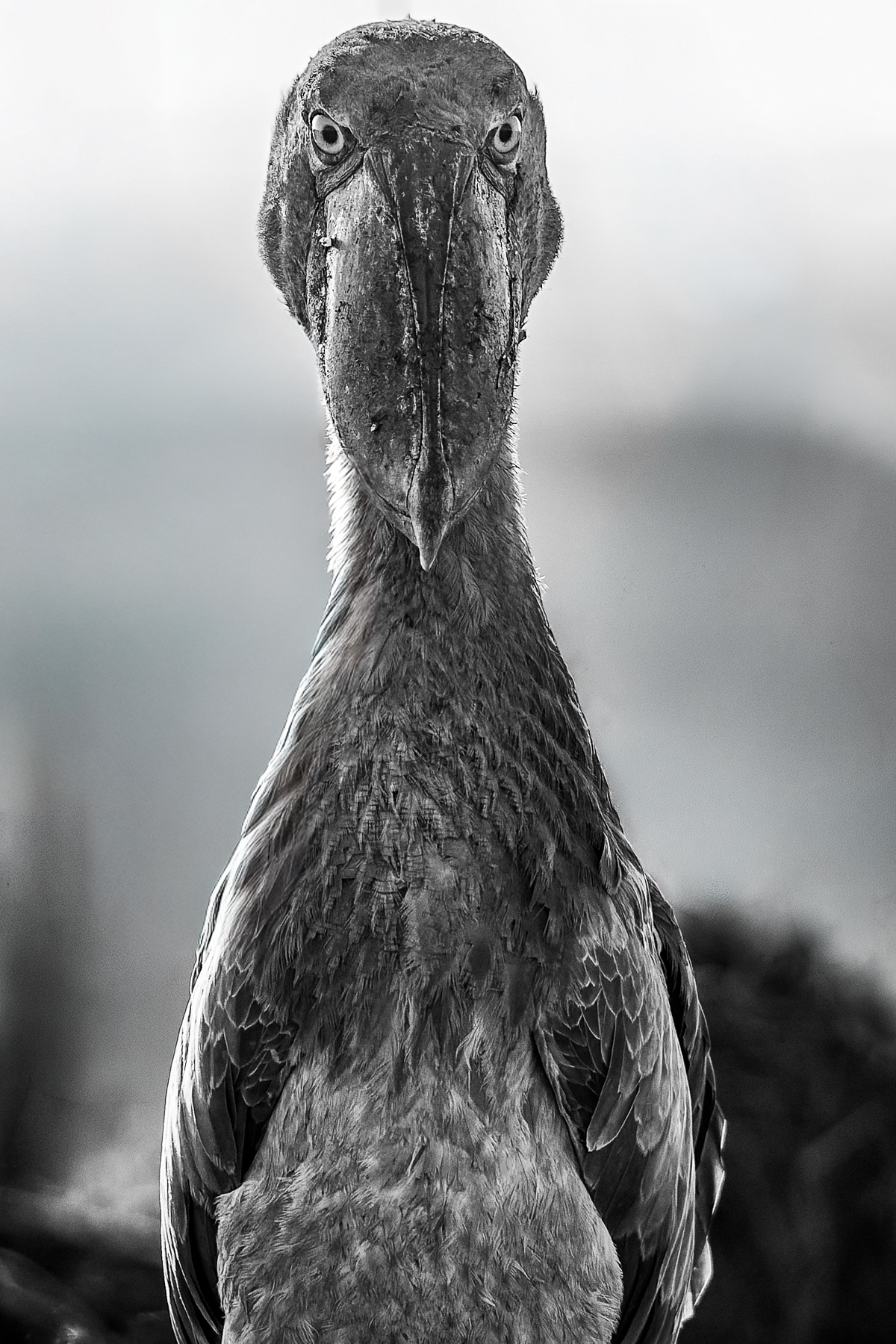 African Shoebills often stand with their wings spread to cool themselves, while also deliberately shading their eggs and chicks in hot weather. Shoebills are genuinely an ancient evolutionary lineage - splitting from the ancestors of their closets living relatives - the Pelicans and Hamerkops - tens of millions of years ago (image by Virginia Wilde)