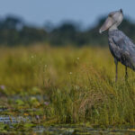 A Shoebill lords over the Mabamba Swamp, on the northern shores of Lake Victoria. The hooked tip, visible here, on the end of the Shoebill's bill is an important part of its hunting equipment, serving as a fish-grabber and cutting tool, while helping to decapitate prey (image by Virginia Wilde)