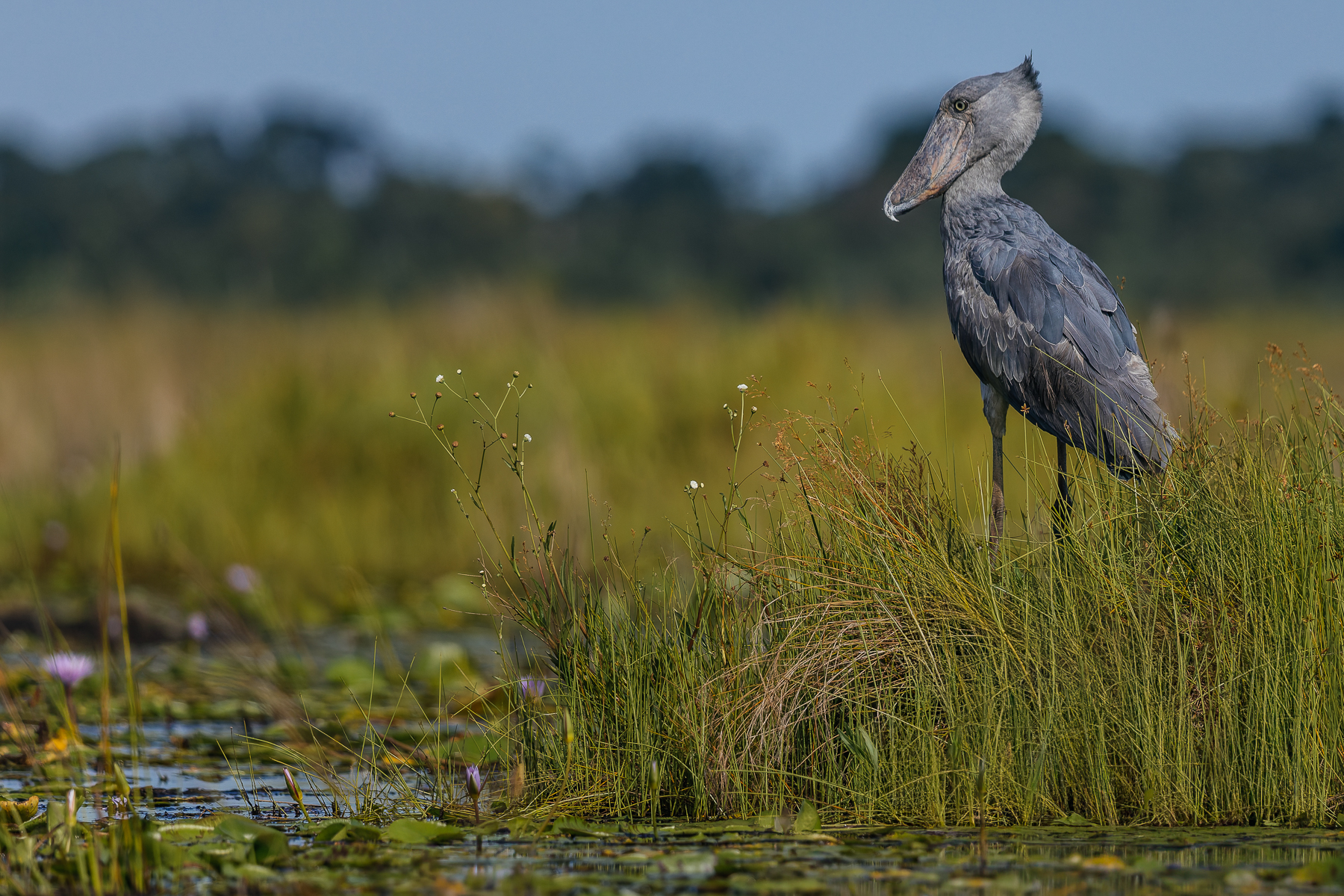 A Shoebill lords over the Mabamba Swamp, on the northern shores of Lake Victoria. The hooked tip, visible here, on the end of the Shoebill's bill is an important part of its hunting equipment, serving as a fish-grabber and cutting tool, while helping to decapitate prey (image by Virginia Wilde)