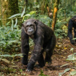 The forest's answer to a morning commute. Chimpanzees travel both on the ground and through the canopy, using their knuckle-walking gait on the forest floor and their long arms for climbing when the route goes upwards (image by Virginia Wilde)