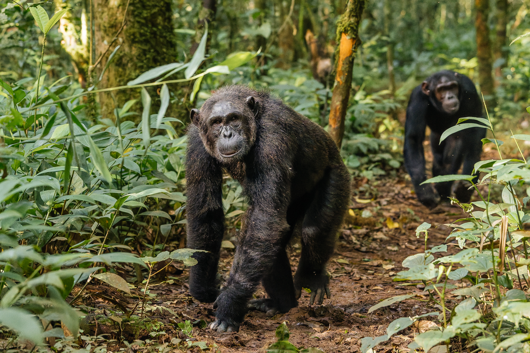 The forest's answer to a morning commute. Chimpanzees travel both on the ground and through the canopy, using their knuckle-walking gait on the forest floor and their long arms for climbing when the route goes upwards (image by Virginia Wilde)